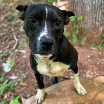 Orson -  Mixed Breed Dog for Adoption in Rocky Mount, Virginia - Orson | PetCurious