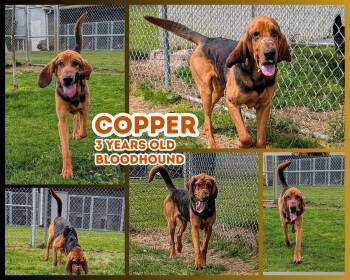 Copper -  Bloodhound Dog for Adoption in Franklin, Indiana - Copper | PetCurious