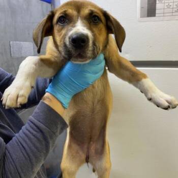 Mixed Breed Dogs Available for Adoption in Munster, Indiana - Flute | PetCurious