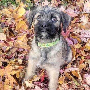 Rescue Pug and Aussiedoodle Dogs for Adoption in Shakopee, Minnesota - Skittles | PetCurious