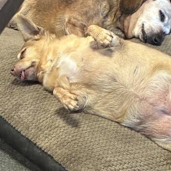 Leia -  Dachshund Dog for Adoption in Apple Valley, California - Leia | PetCurious