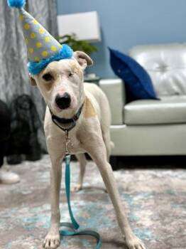 Caico -  Terrier and Mixed Breed Dog for Adoption in Cincinnati, Ohio - Caico | PetCurious