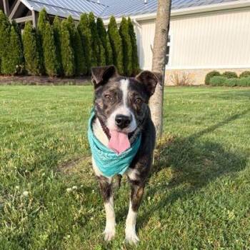 Australian Kelpie Dogs Available for Adoption - Yosemite | PetCurious