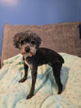 Poodle Dogs Available for Adoption in Wilmington, Delaware - Mimi | PetCurious