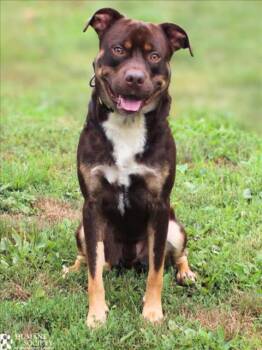 EMMETT -  Pit Bull Terrier and Mixed Breed Dog for Adoption in Hagerstown, Maryland - EMMETT | PetCurious