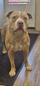 Chunk -  Staffordshire Bull Terrier Dog for Adoption in Fremont, Nebraska - Chunk | PetCurious