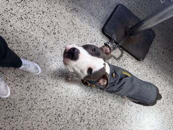 Rescue Pit Bull Terrier Dogs for Adoption in Columbus, Ohio - Lily | PetCurious