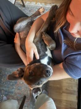 TOOKA -  Shepherd Dog for Adoption in Broomfield, Colorado - TOOKA | PetCurious