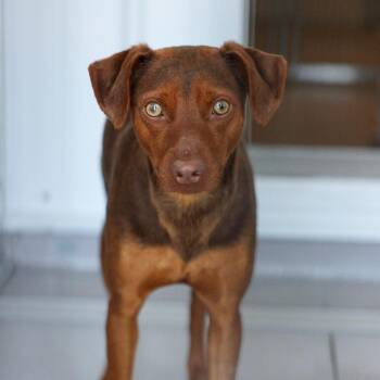 Terrier Dogs Available for Adoption - Buddi | PetCurious