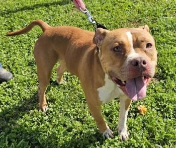 Rescue Mixed Breed Dogs for Adoption in West Chester, Pennsylvania - Fetch Ferdinand Fka Dog 33 | PetCurious