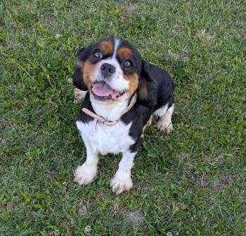 Cavalier King Charles Spaniel Dogs Available for Adoption in Matthews, North Carolina - Elsie | PetCurious