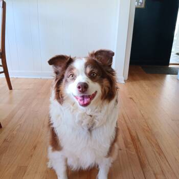 Rescue Australian Shepherd Dogs for Adoption in Lynchburg, Virginia - Lem | PetCurious