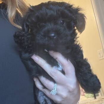 Greylan -  Yorkshire Terrier Dog for Adoption in Houston, Texas - Greylan | PetCurious