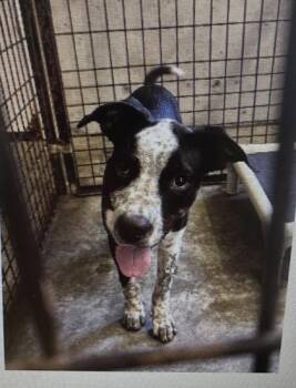 Joey -  Australian Cattle Dog Blue Heeler and Mixed Breed Dog for Adoption in Pendleton, Oregon - Joey | PetCurious