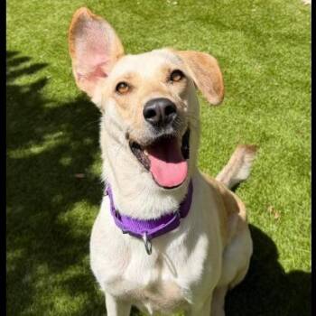 Waffles -  Yellow Labrador Retriever Dog for Adoption in Incline Village, Nevada - Waffles | PetCurious