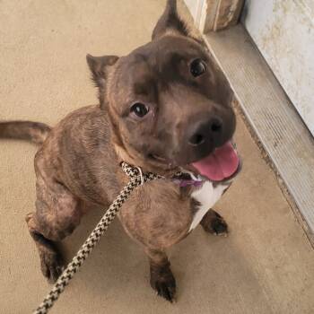 Rescue American Staffordshire Terrier Dogs for Adoption in Tipton, Indiana - Hazel | PetCurious