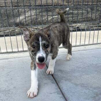 Margo -  Great Pyrenees and Border Collie Dog for Adoption in Long Beach, California - Margo | PetCurious