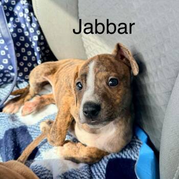 Jabbar -  Mixed Breed Dog for Adoption in Brewton, Alabama - Jabbar | PetCurious
