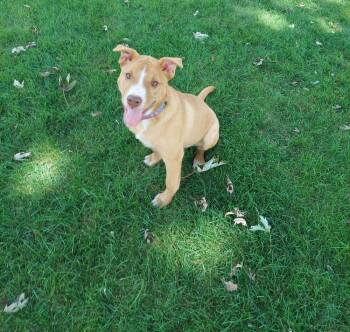 Rescue Pit Bull Terrier Dogs for Adoption in Wildomar, California - Fauna (Iowa) | PetCurious