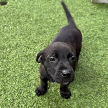 Shepherd Dogs Available for Adoption in Loxahatchee Groves, Florida - Lexis 5928 | PetCurious