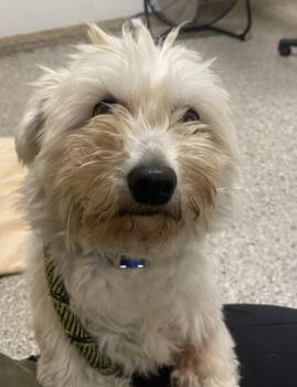 Maltese Dogs Available for Adoption in Vancouver, Washington - Rhoda | PetCurious
