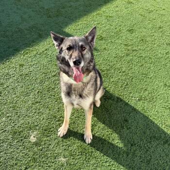 Mixed Breed Dogs Available for Adoption in Naperville, Illinois - Sandy | PetCurious