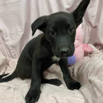ARTHUR -  German Shepherd Dog and Mixed Breed Dog for Adoption in Modesto, California - ARTHUR | PetCurious
