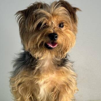Scooby -  Yorkshire Terrier Dog for Adoption in Meherrin, Virginia - Scooby | PetCurious