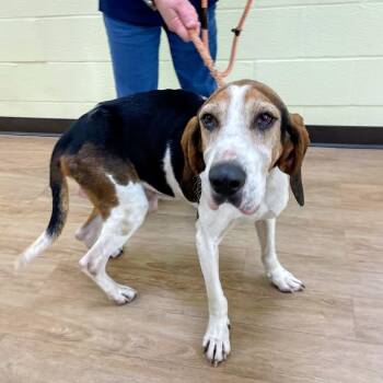 Ry Cooder -  Treeing Walker Coonhound Dog for Adoption in Lyndhurst, Virginia - Ry Cooder | PetCurious