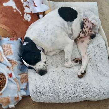 Boris @ Foster -  Mixed Breed Dog for Adoption in Summerville, South Carolina - Boris @ Foster | PetCurious