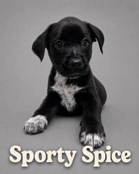 Sporty Spice -  Labrador Retriever Dog for Adoption in Myrtle Beach, South Carolina - Sporty Spice | PetCurious