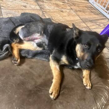 Fletcher (3 Legs) -  Shepherd Dog for Adoption in Edmonton, Alberta - Fletcher (3 Legs) | PetCurious