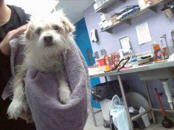 Cairn Terrier and Mixed Breed Dogs Available for Adoption - CLEMENTINE | PetCurious