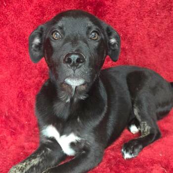 Black Labrador Retriever and Mixed Breed Dogs Available for Adoption - FOSTER OR FOSTER-TO-ADOPT NEEDED Valentine | PetCurious