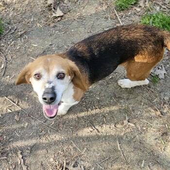 Mixed Breed Dogs Available for Adoption in Fredericksburg, Virginia - Barry Sadler | PetCurious