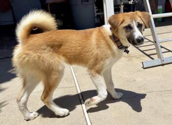 Junior -  Jindo and German Shepherd Dog Dog for Adoption in Los Angeles, California - Junior | PetCurious