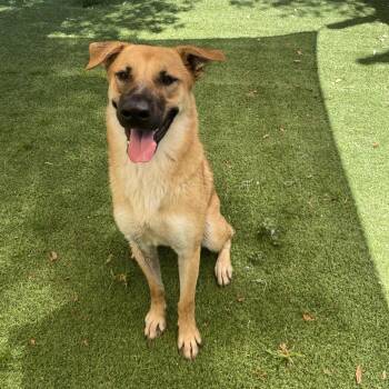 Oogie Wild Thang 2528 -  German Shepherd Dog Dog for Adoption in Loxahatchee Groves, Florida - Oogie Wild Thang 2528 | PetCurious