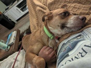 Black Mouth Cur and Pit Bull Terrier Dogs Available for Adoption in Silsbee, Texas - Ellie #A-141080  | PetCurious