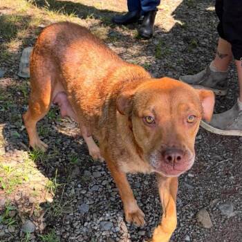 Delilah -  Labrador Retriever and Mixed Breed Dog for Adoption in Hackett, Arkansas - Delilah | PetCurious