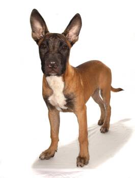 Otto -  Belgian Shepherd Malinois Dog Available for Adoption in Oakland Park, Florida - Otto | PetCurious