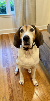 Rescue Hound and Mixed Breed Dogs for Adoption in Columbia, South Carolina - Pepe | PetCurious