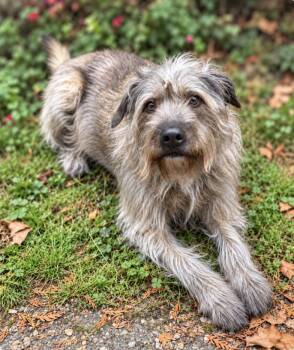 Finn -  Irish Wolfhound and Schnauzer Dog for Adoption in Puyallup, Washington - Finn | PetCurious
