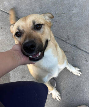 Rescue Labrador Retriever and Mixed Breed Dogs for Adoption in Chester, Maryland - Winnie | PetCurious