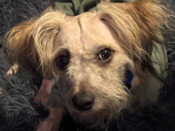 Poodle Dogs Available for Adoption - Diego | PetCurious