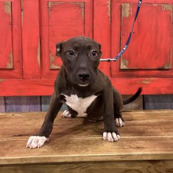 Mixed Breed Dogs Available for Adoption in Midland, Texas - FWT Prada | PetCurious