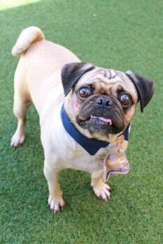Pug Dogs Available for Adoption - Darnold | PetCurious