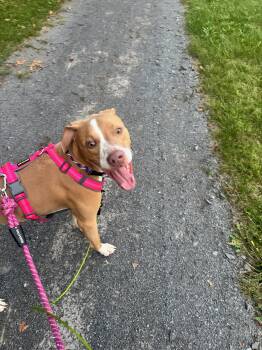 Lulu -  Mixed Breed Dog for Adoption in Vassalboro, Maine - Lulu | PetCurious