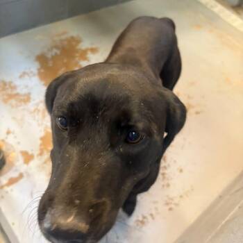 Cookie Monster Jr. -  Mixed Breed Dog for Adoption in Gadsden, Alabama - Cookie Monster Jr. | PetCurious