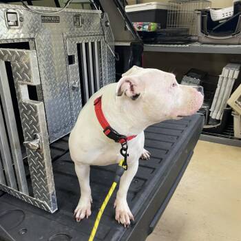 Dot -  Mixed Breed Dog for Adoption in Winston-salem, North Carolina - Dot | PetCurious