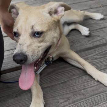 Molly -  German Shepherd Dog and Labrador Retriever Dog for Adoption in Cleveland, Texas - Molly | PetCurious